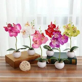 Хищный Sale! Огромный выбор комнатных растений — Орхидеи