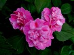 Бальзамин Stardust Pink