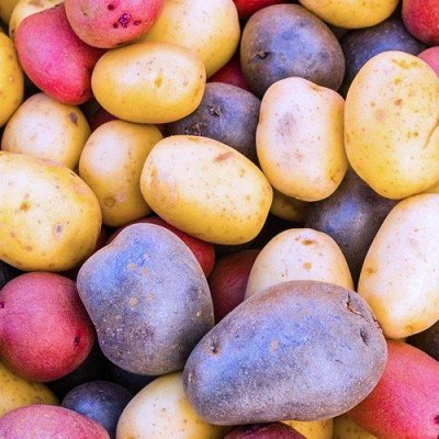 Такие редкие саженцы! Сделай свой сад неповторимым — Семена картофеля