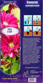 Клематис Ред Стар (Колорлайн) 1 шт (корбка Р9) махровый, красн, d-14см/-34С