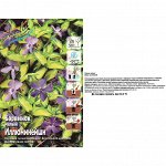 Барвинок Иллюминейшн малый (Колорлайн) 1шт (Р9) стелющ, вечнозел до 70см, цветки голубые,-34С
