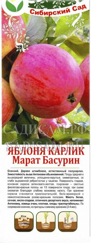 Яблоня Марат Басурин карликовая (СибСад) 1шт (круп/саж с этик) осенний, десертные, желтые с румян