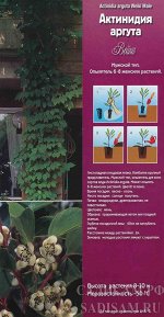 Актинидия аргута Вейки (Колорлайн) 1шт (коробка Р9) мужской,-30см