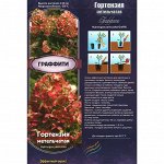 Гортензия Граффити метельчатая (Колорлайн) 1шт (коробка Р9)  лайм цвета, потом становятся бел,-30С