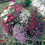 Лобелия кустовая в ассортименте (кассета)
