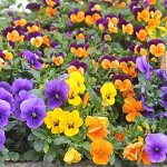 Фиалка рогатая многолетняя (ст)