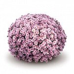 ХРИЗАНТЕМА Staviski Pink