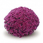 ХРИЗАНТЕМА Jasoda Mauve