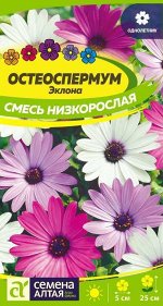 Остеоспермум Смесь низкорослая/Сем Алт/цп 0,1 гр. НОВИНКА