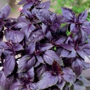 Семена Базилик "Фиолетовый" 0,4 гр.