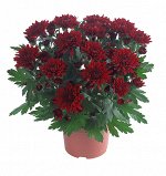 ХРИЗАНТЕМА Chrystal Red