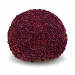 ХРИЗАНТЕМА Aduro Red