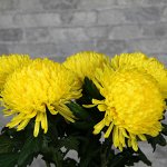 ХРИЗАНТЕМА Magnum Yellow