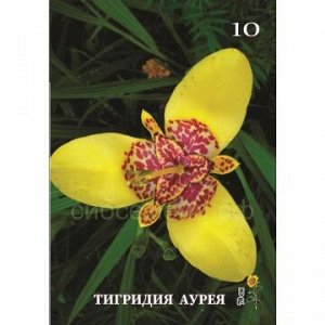 Тигридия Аурея 7/9 10шт СдС