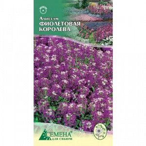 Алиссум Фиолетовая королева, 0,1г (цв.)