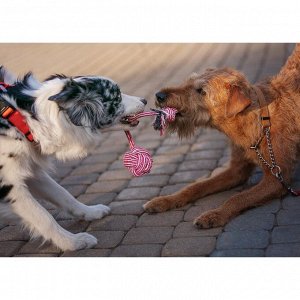 Игрушка-дразнилка для собак с шариком из каната, до 85 г, до 38 см, микс цветов