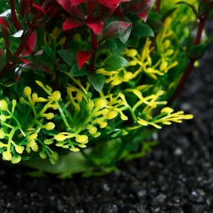 Растение искусственное аквариумное Пижон Аква, красно-зелёное, 15 см