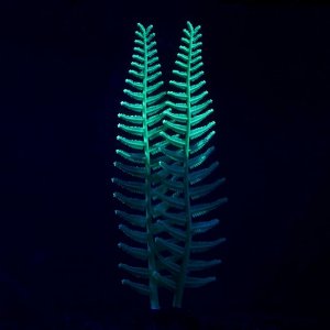Растение силиконовое аквариумное, светящееся в темноте, 8 х 23 см, зелёное