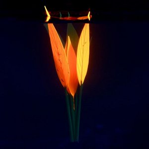Растение силиконовое аквариумное, светящееся в темноте, 12 х 20 см, зелёно-оранжевое