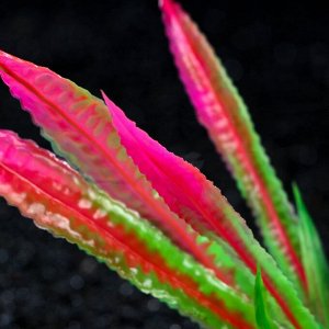 Растение искусственное аквариумное, 4 х 20 см, розовое, 1 шт.