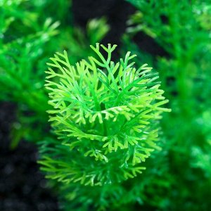 Растение искусственное аквариумное, 20 см, зелёное