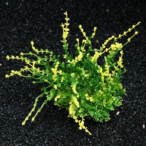 Растение искусственное аквариумное, 20 см, зелёное