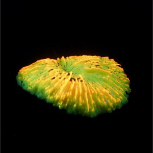Декор для аквариума коралл "Пильчатый гриб", силиконовый, 5 х 2,5 см, оранжевый