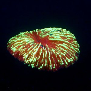 Декор для аквариума коралл Пильчатый гриб, силиконовый, 5 х 2,5 см, оранжевый
