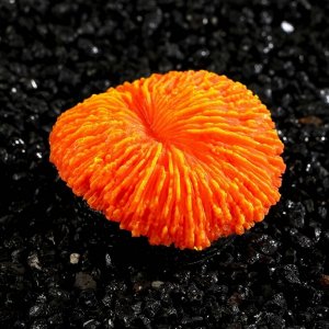 Декор для аквариума коралл Пильчатый гриб, силиконовый, 5 х 2,5 см, оранжевый