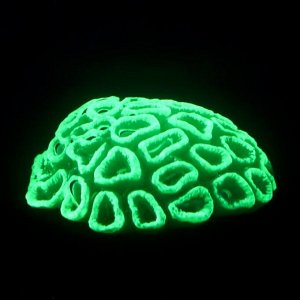 Декор для аквариума коралл Faviidae, 5x2.5 см, силиконовый, зелёный