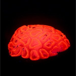 Декор для аквариума коралл Faviidae, силиконовый, розовый, 5 х 2.5 см