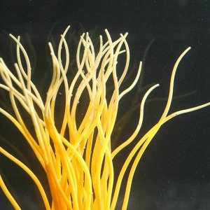 Декор для аквариума "Анемон", силиконовый, светящийся в темноте, 5 х 15 см, оранжевый