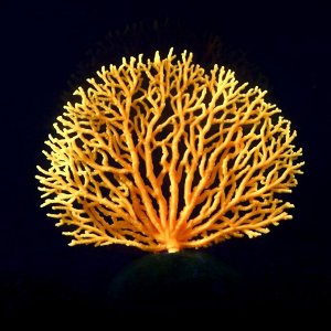 Декоративный коралл "Горгонария" силиконовый, светящийся, 4,5 х 14 х 14 см, оранжевый