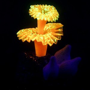 Декор для аквариума Коралл на платформе силиконовый, 6 х 4 х 7 см, оранжевый