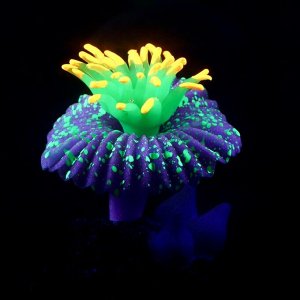 Декор для аквариума Коралл на платформе силиконовый, 7 х 7 х 8,5 см, фиолетовый