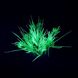 Декор для аквариума Анемон силиконовый, светящийся в темноте, 15 х 9 см, зелёный