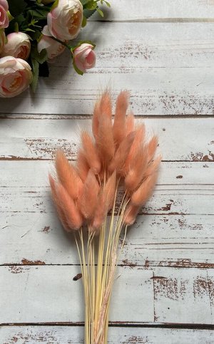 Букет сухоцветов Лагурус персиковый 70см
