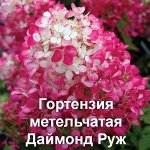 Гортензия метельчатая Даймонд Руж