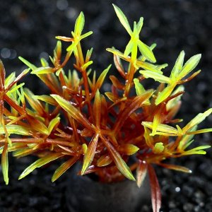 Растение искусственное аквариумное, 2,5 х 5 см, красно-зелёное