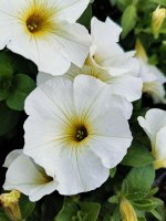 Петхоа Beautical Pearl White