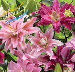 Лилия ROSELILY СМЕСЬ