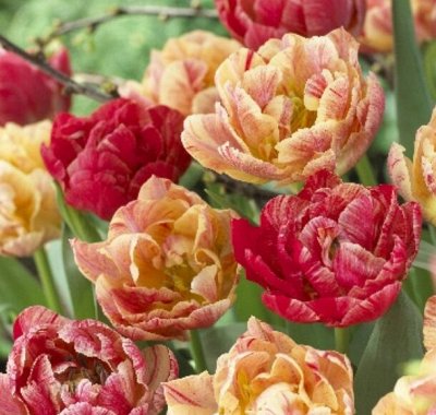 Огромный предзаказ на осень! Тюльпаны от 17 рублей — Тюльпаны "Двойной эффект"