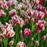 Тюльпан Коттон Кэнди