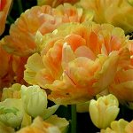 Тюльпан Шарминг Бьюти