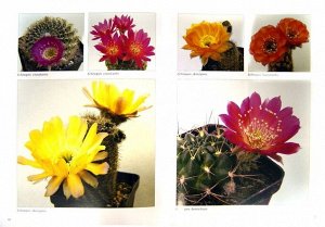 Мои Кактусы. Руководство по уходу за кактусами и другими суккулентами для всех любителей растений, не имеющих теплиц. Более 600 фото
