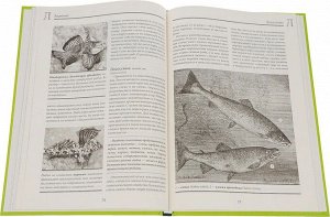 Альфред Брем: Жизнь животных. Том 9. Рыбы