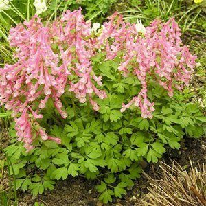 Хохлатка (Corydalis) Бет Эванс