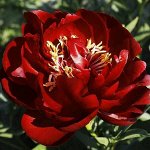 ПИОН БАКАЙ БЕЛЛЕ