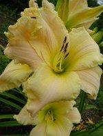 Лилейник    Amazing Adam (Davisson-J., 2009)(Al&#039;s Peach Tower ? Lime Peel)