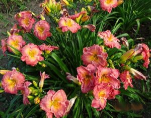 Twinsgarden Лилейник Great Mercies(Bell-T., 2007)(Enchanting Esmerelda х unknown)